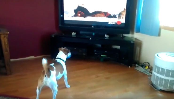 Hund vor dem Fernseher